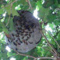 Wasps nest in tree